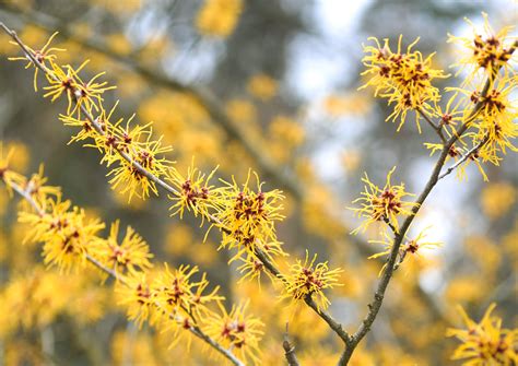 18 Varieties of Yellow-Flowering Plants