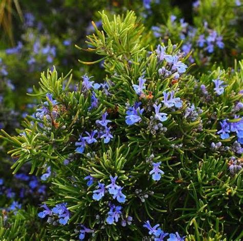 Rosemary Plant: Easy to Grow Herb for Your Garden & Kitchen