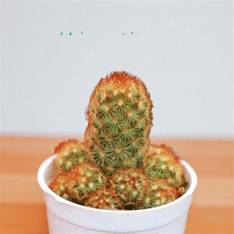 Mammillaria elongata "Ladyfinger Cactus" | Buy Now – Plant Orbit