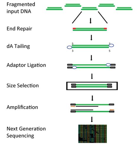 DNA Library Process 的图像结果