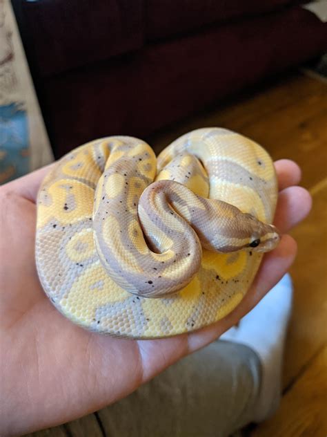 Image result for Ball Python Scared