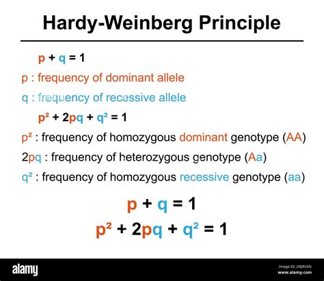 Hardy Weinberg Mathematical Modeling Hardy Weinberg: Biology Lab