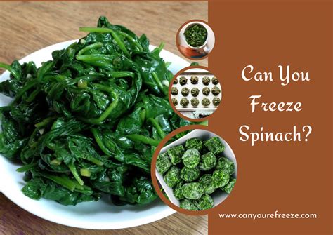 Can You Freeze Spinach? How To Freeze Spinach? - Can You Refreeze