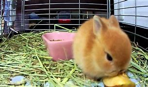 Image result for Cute Bunny Eating