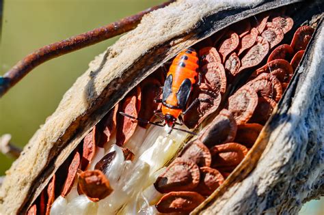 Nature Center 的图像结果