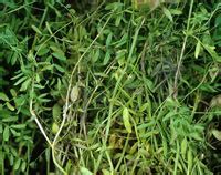 TNAU Agritech Portal :: Crop Protection