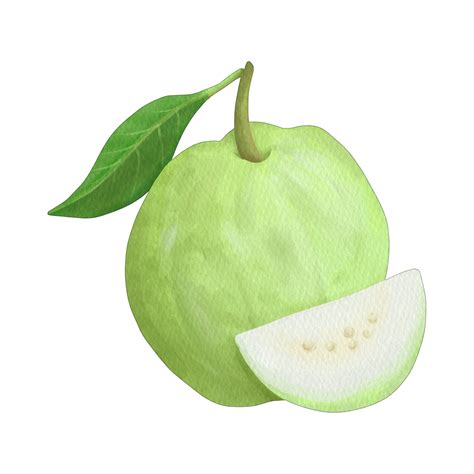 Image result for Guava Fruit Machine Learning Python Project