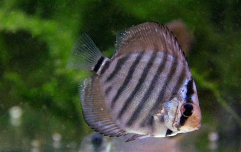 Rezultat imagine pentru Discus Care Guide