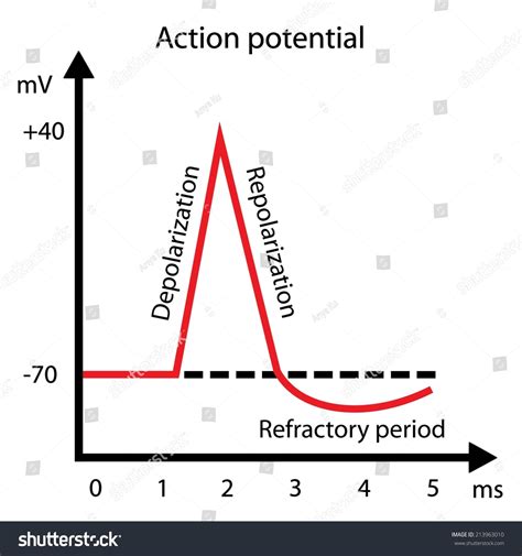 Action Potential Graph 的图像结果