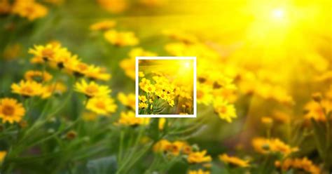 Obituary | Sherry Ann Capps | Rose & Quesenberry Funeral Chapels