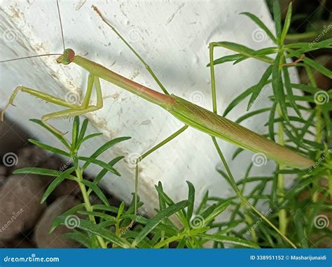 Green Praying Mantis on Rose Moss Plant Stock Photo - Image of rose ...