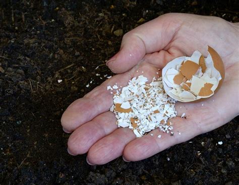 Düngemittel aus Abfall: Von der Mülltonne in den Garten | agrarheute.com