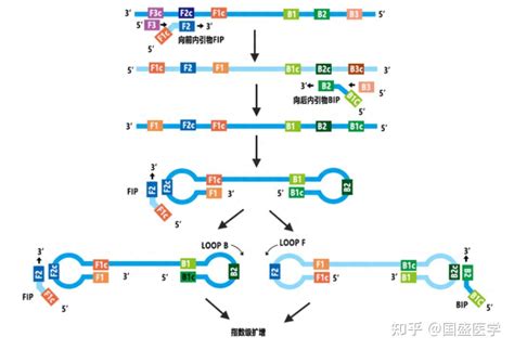Lamp Sort Algorithm 的图像结果