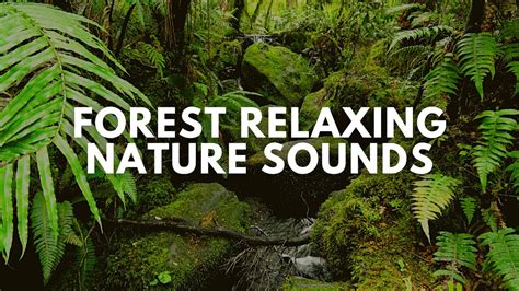 Image result for Relaxing Tree Sounds