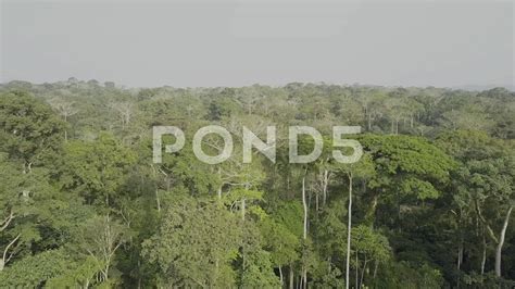 Equatorial Forest