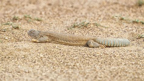 Desert National Park, Rajasthan