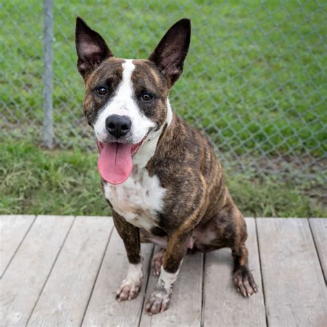 Fallon Animal Shelter