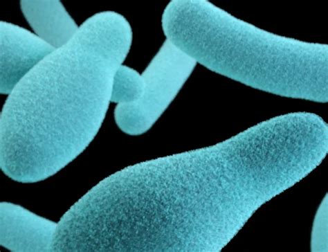 Image result for Different Types of Pathogens