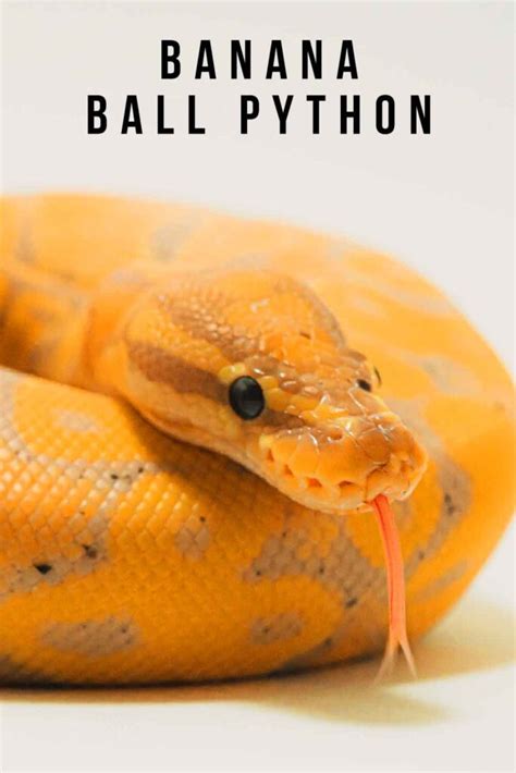 Image result for Banana Ball Python YouTube