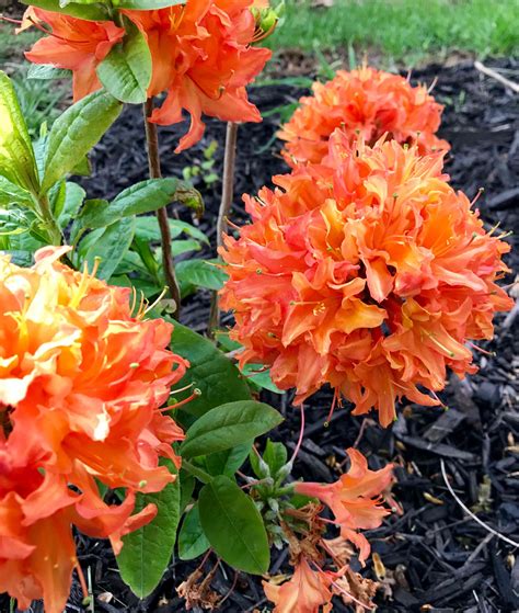 10 Types of Azaleas for Your Flower Garden