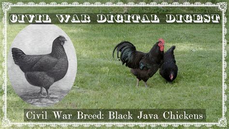 Image result for Miottled Java Chicken