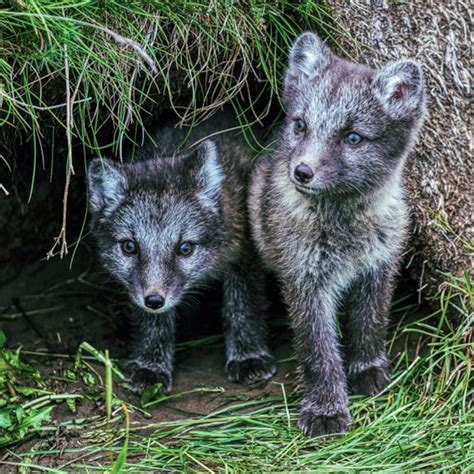 Baby Arctic Fox