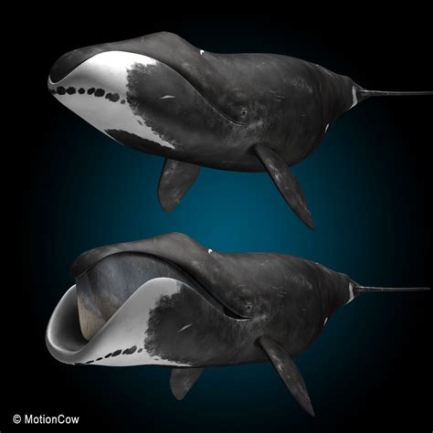 bowhead bow head 3d obj | Whale, Sea, ocean, Ocean creatures