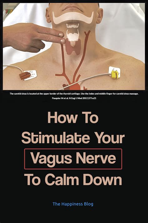 46 Vagus Nerve ideas in 2025 | vagus nerve, nerve, nerve health