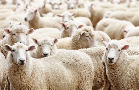 羊群效应是什么意思 跟从大众的思想和行为— 爱才妹生活