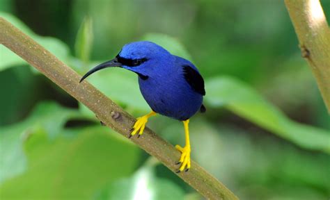 How Latin Became French - Sundays With Sam