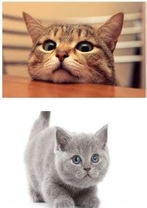 Cat Poster Combo | Poster For Wall | Cute Cat Poster |Wall Décor | High ...