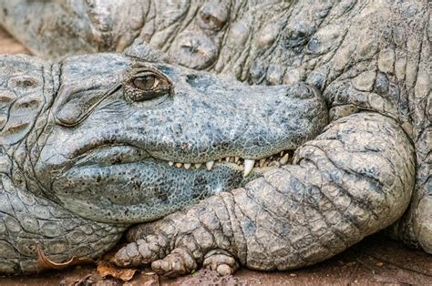 Crocodile | Habitat, Species, Diet, & Facts | Britannica