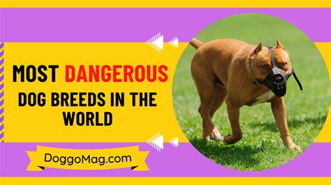 10 Most Dangerous Dog Breeds in the World [2024 List] - DoggoMag