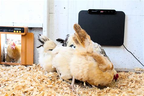Fire Safe Chicken Coop Heater at Randall Maupin blog