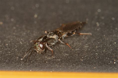 Image result for Popeye Bug