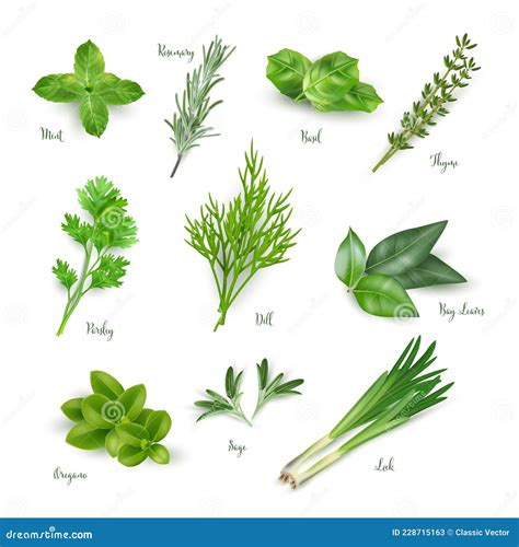 Green Herbs Set Isolated on White Background. Thyme, Rosemary, Mint ...