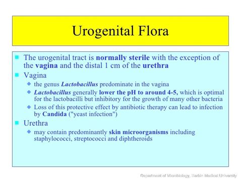 What Does Mixed Urogenital Flora Mean In Urine Culture at Joanne Miller ...