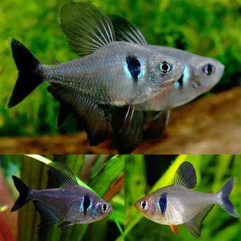 Shop Tetras at FRESHWATERAQUATICA | FRESHWATERAQUATICA