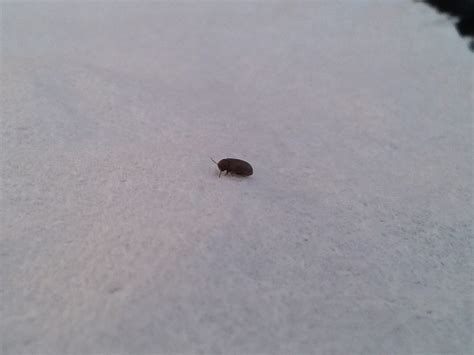 What are the tiny black hard shell bugs in my house - The Landscaping Zone