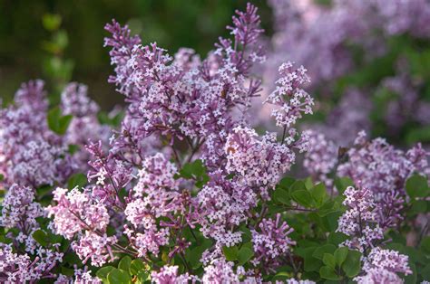 How to Grow and Care for 'Miss Kim' Lilac