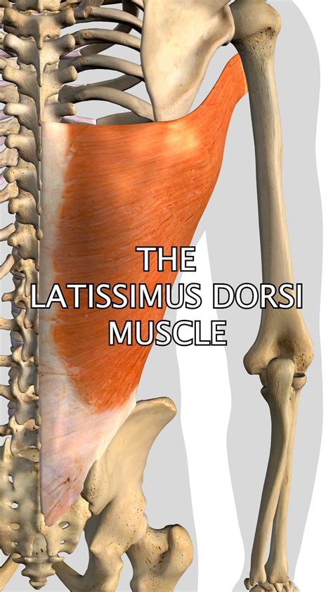 Dorsi Muscle Exercise