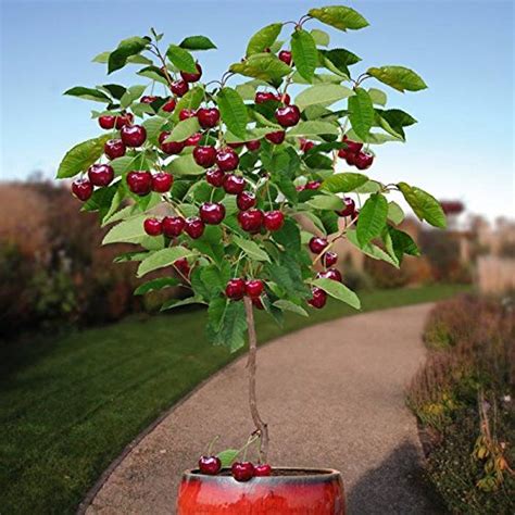 Seedusa Compact Self-Fertile Dwarf Cherry Tree - Ideal for India | Ubuy
