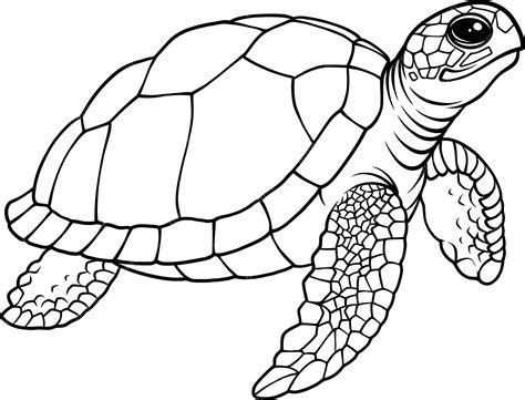 Premium Vector | Turtle sea outline