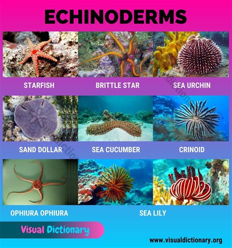 Phylum Quizizz