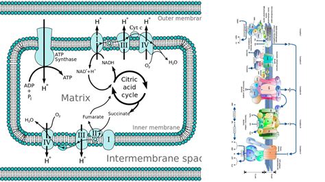 Biochemistry - Biology Notes Online