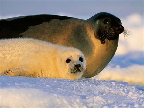 Arctic Seal