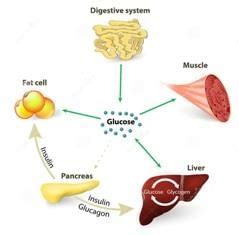 HORMONES OF OUR BODY - Class 10 PDF Download