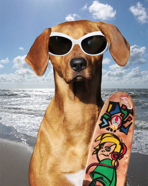 Dog Wearing Sunglasses Free Stock Photo - Public Domain Pictures