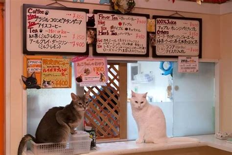 11 Japanese Cafes: Chill At These Quirky Japanese Hangouts