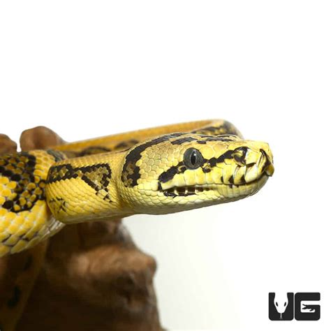 Jungle Jag Python 的图像结果